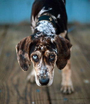 southern hounds