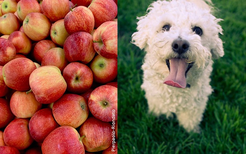 Can Dogs Eat Apples Super Foods For Dogs The Bark