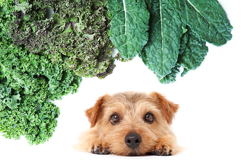 Kale ok for dogs