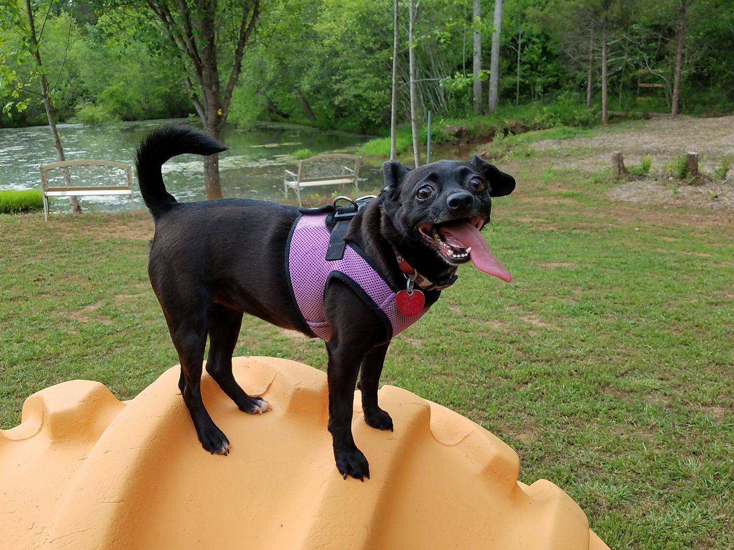 Dogs Rule at 4 Paws Kingdom Campground & Dog Retreat The