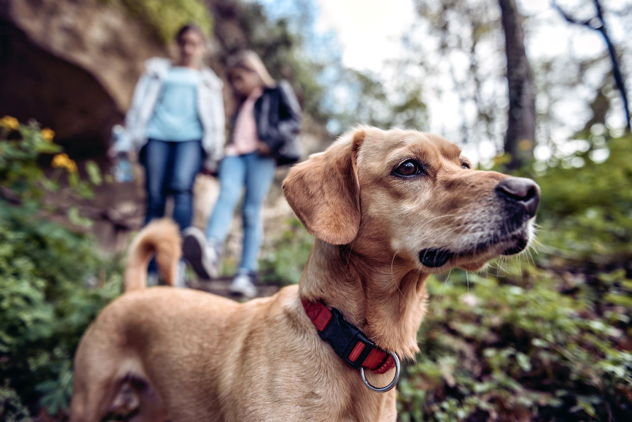 hiking with dogs