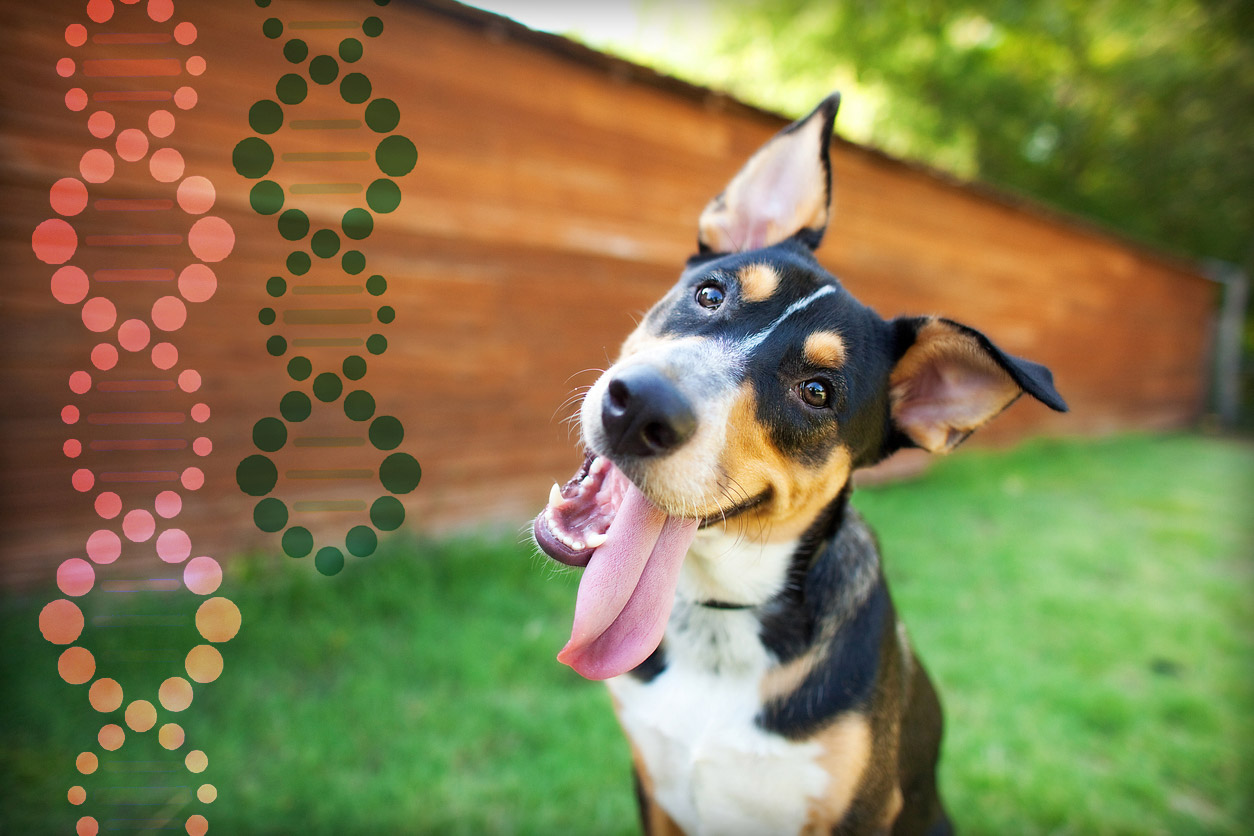 5 Best Dog DNA Test Kits | The Bark