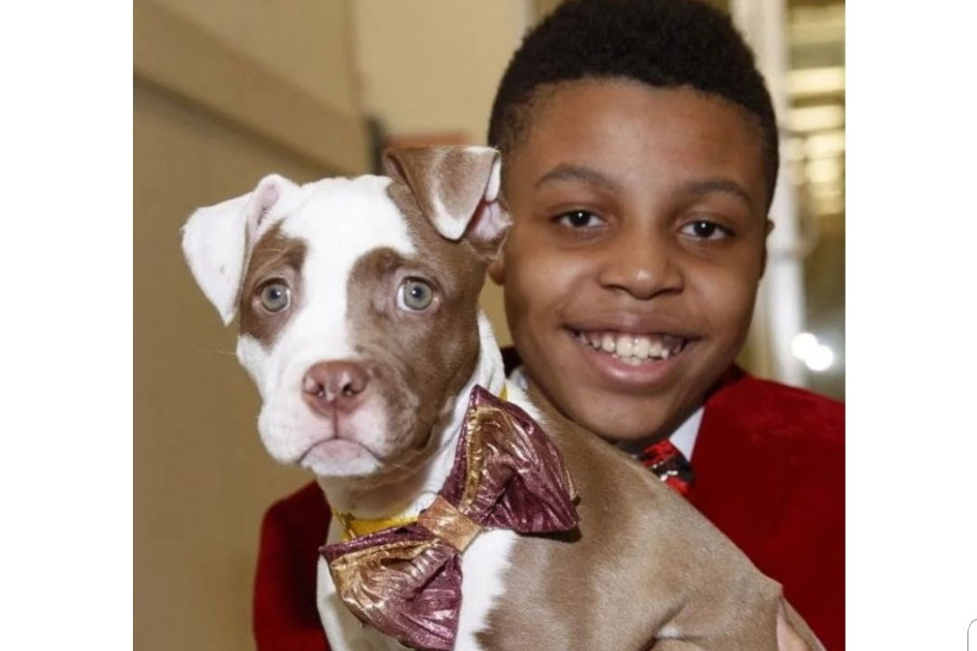 buy bow ties for dogs