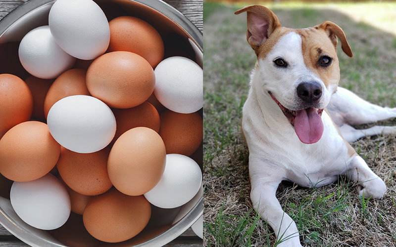 can you give a dog eggs