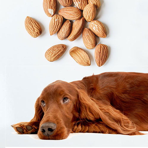 Can Dogs Eat Almonds And Other Nuts The Bark