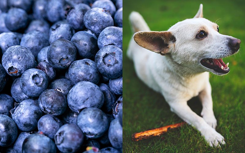 blueberry safe for dogs