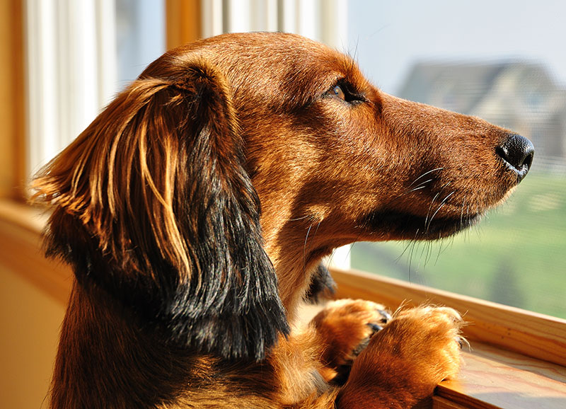 dachshund looking out window