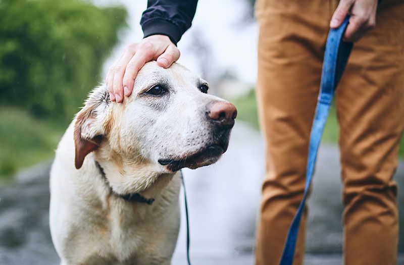 is-petting-the-key-to-helping-shelter-dogs-cope-the-bark