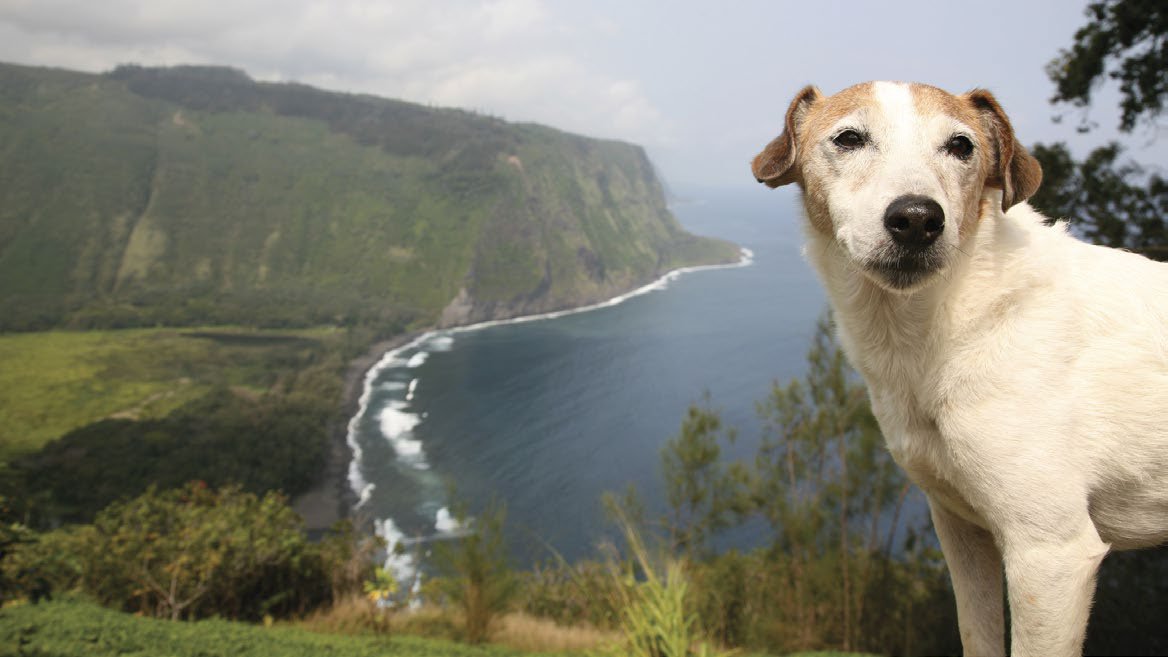 dogs travel to hawaii