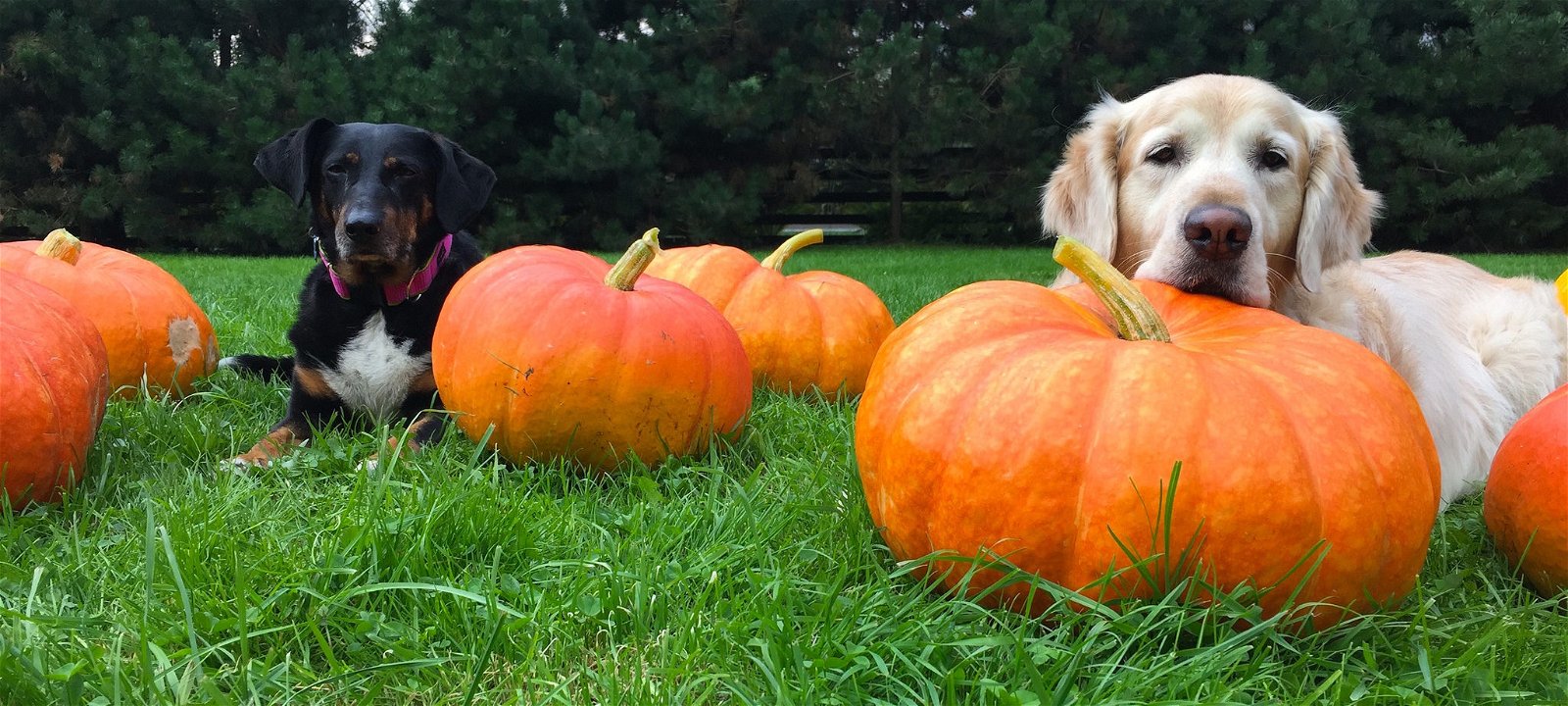 pumpkin paste for dogs