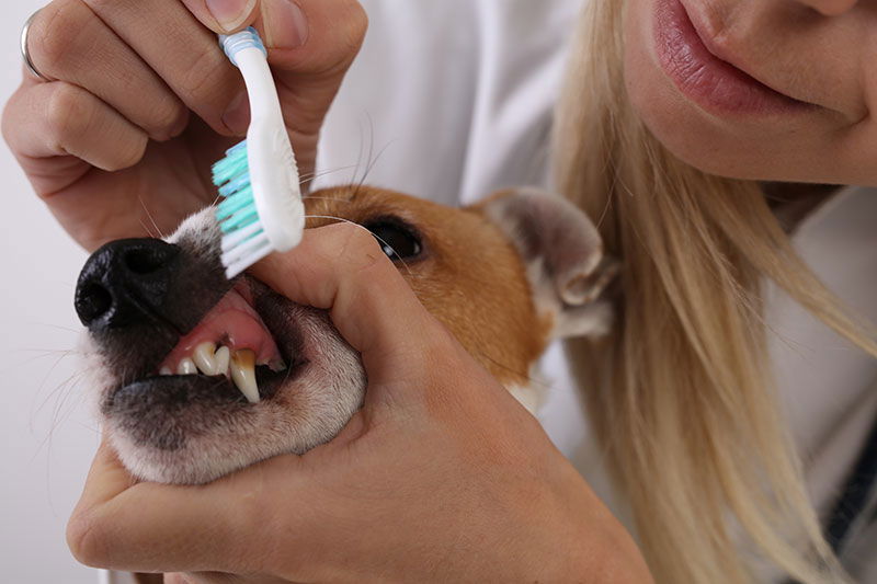 How to Brush Your Dog's Teeth | The Bark