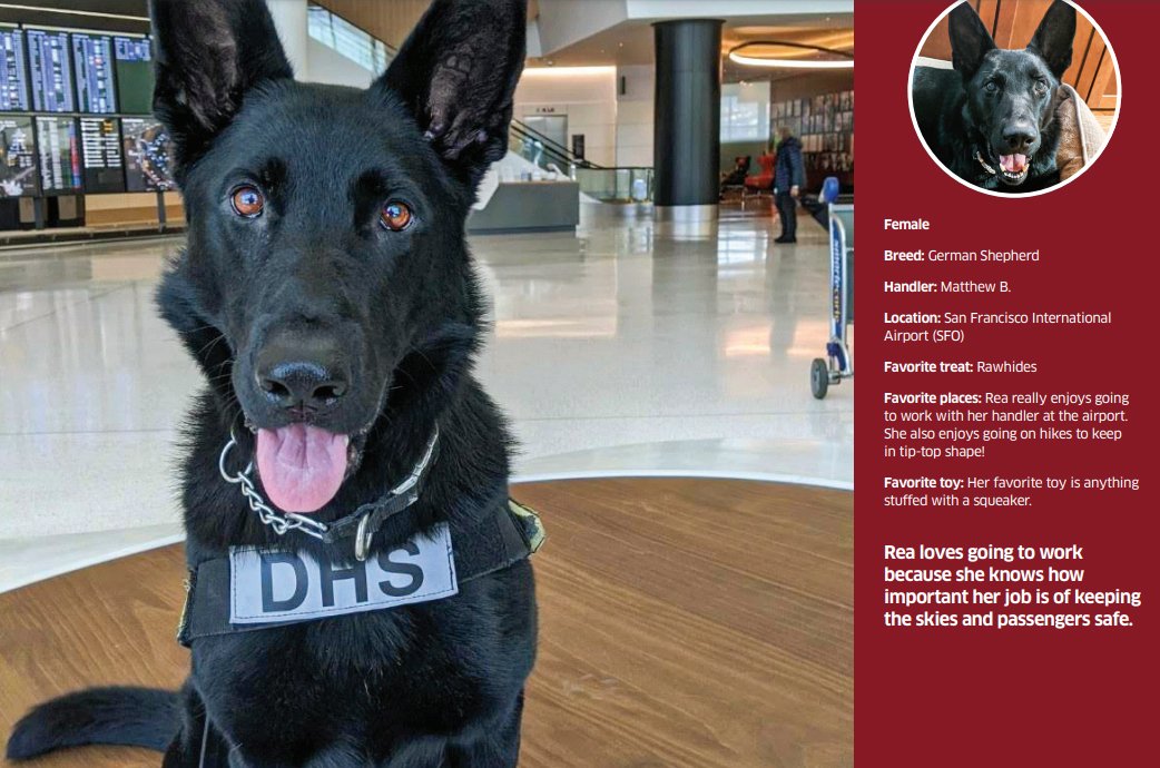Free 2021 Detection Dog Calendar Offered by TSA The Bark