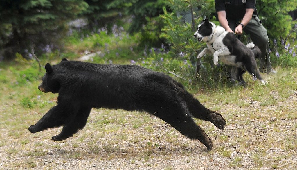 are black bears scared of dogs
