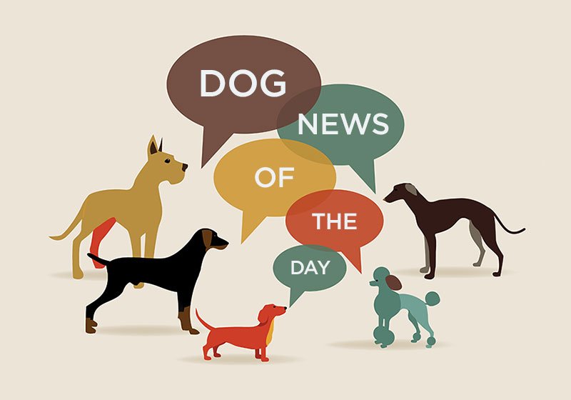 01 dog news of the day talk bubbles shutterstock 366933713 800x560 opt 137