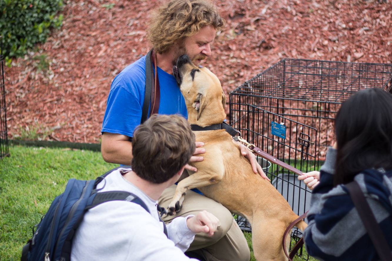 Therapy Dogs on Campus | The Bark