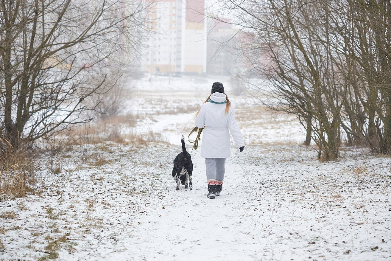 Why Do Dogs Sniff Snow