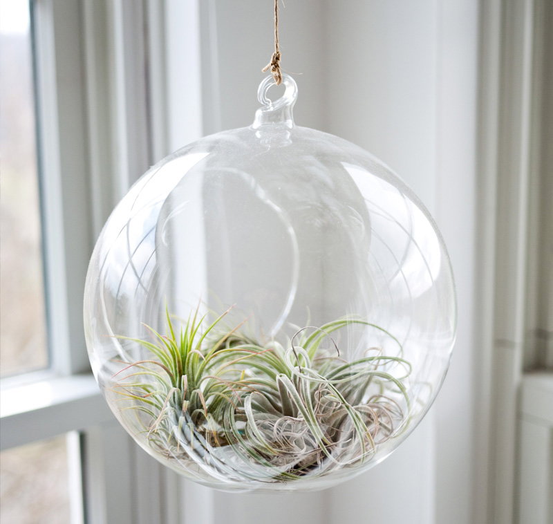 are air plants poisonous to dogs