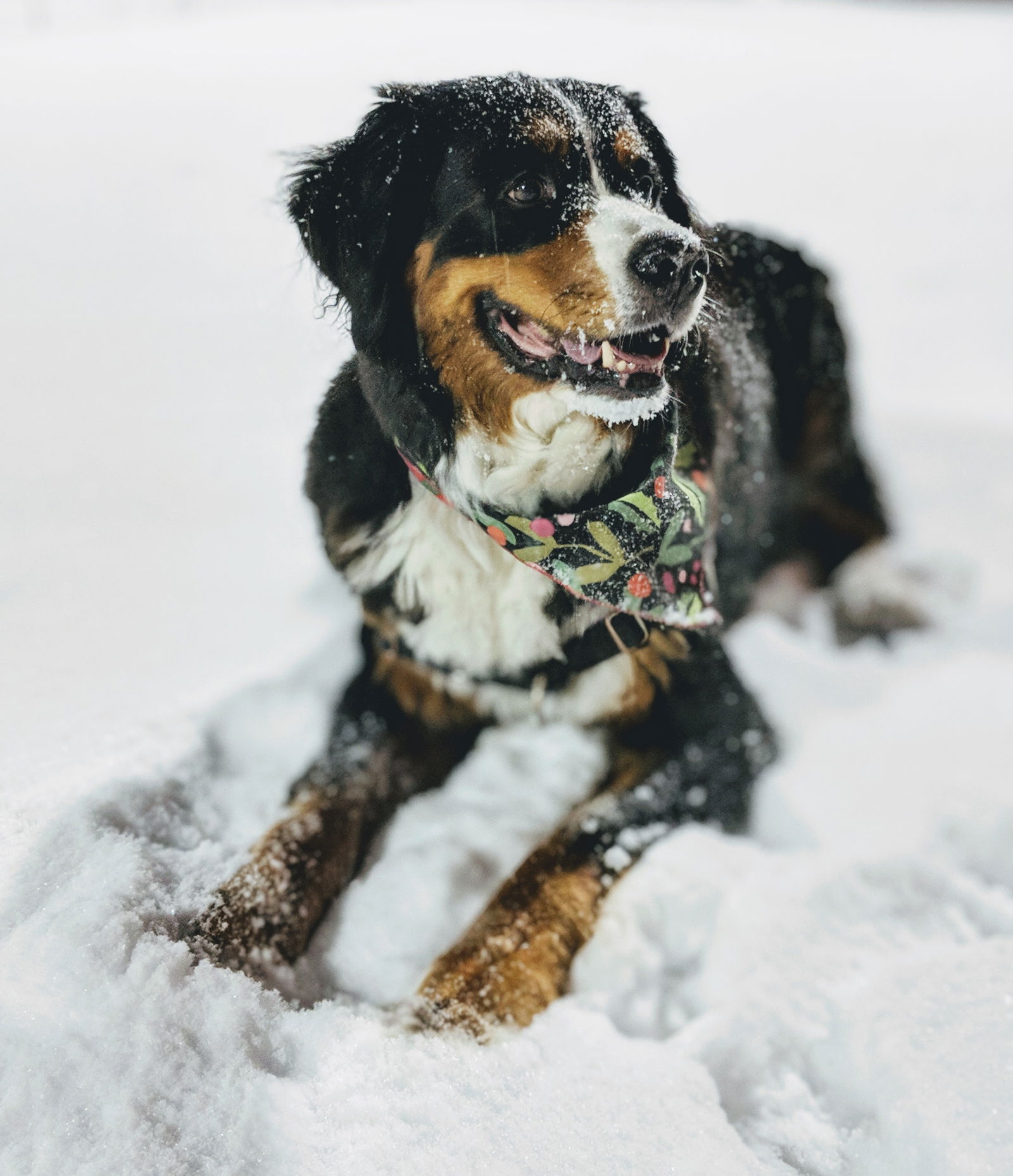 Ten Tips for Winterizing Your Pets