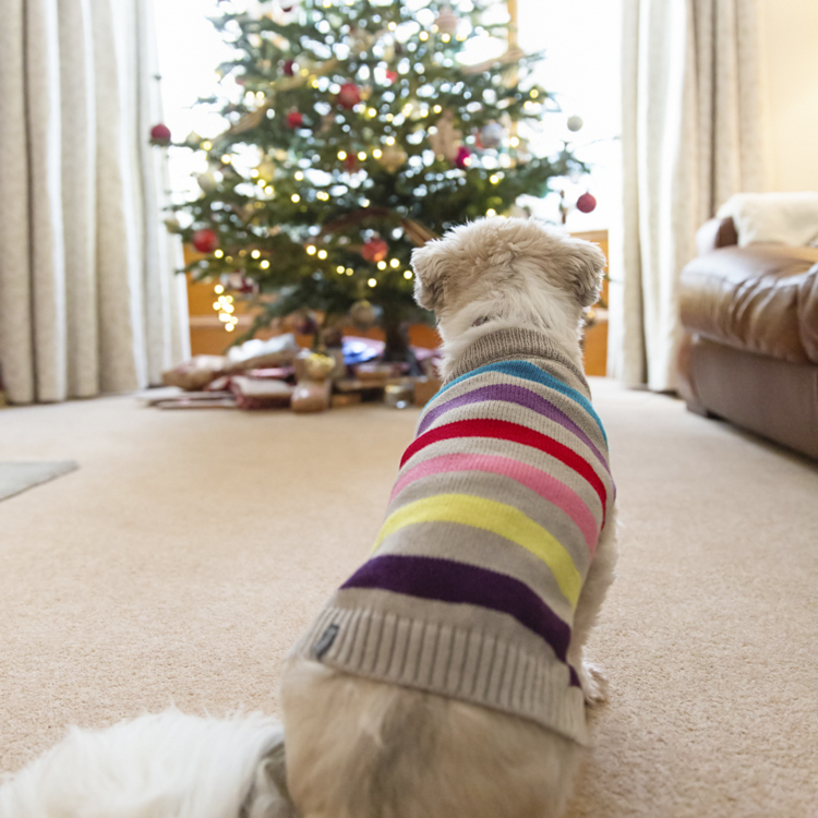 Tips to Prevent Dogs from Peeing on Christmas Tree | The Bark