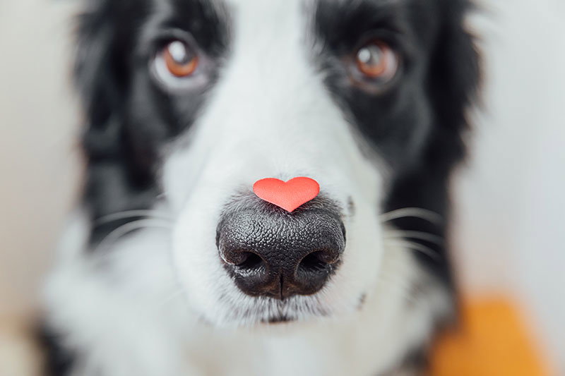 are border collies good as emotion support dogs