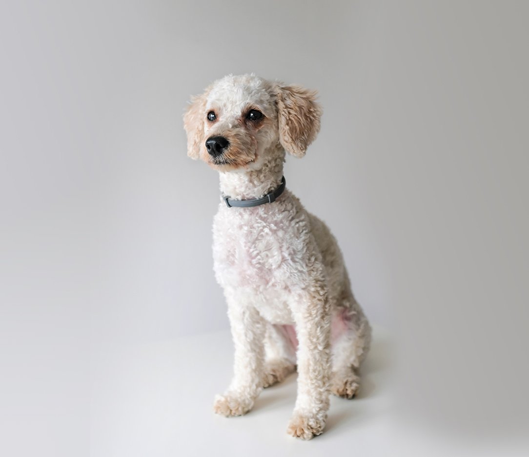 small hypoallergenic dogs