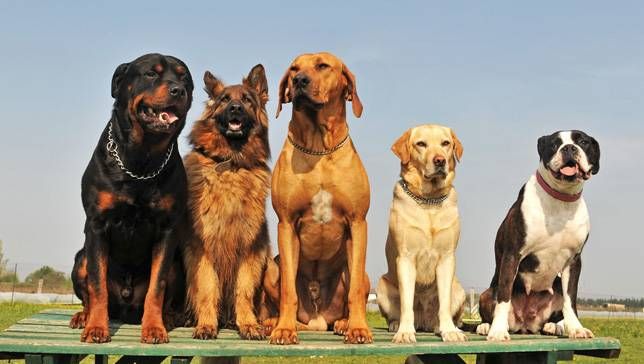 are mixed breed dogs healthier than pure breeds