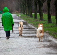 how do you walk a dog in the rain