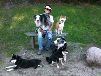 shiba inu border collie