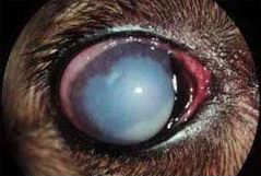 dogs eyes turning grey