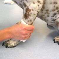 applicare la pressione alla ferita del cane