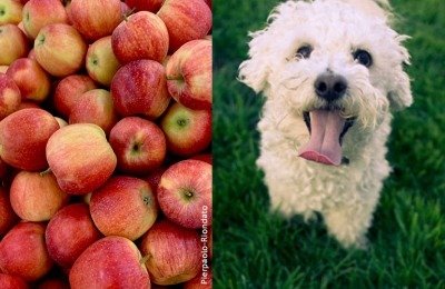 dogs can eat apples