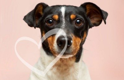 valentines gift guide for dog lovers