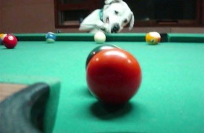 DOG PLAYS GAME OF POOL