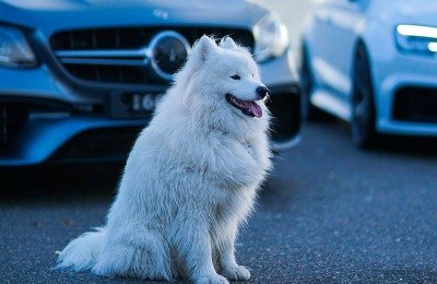 dogs and smart cars