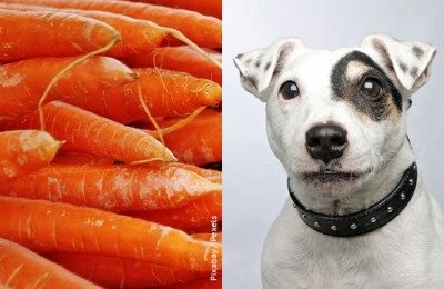 can dogs eat carrots?