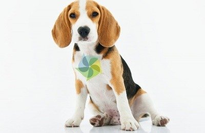 new cbd research for dogs