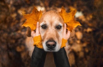 Dogs in Autumn