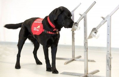 Covid-19 Detection Dogs in Training