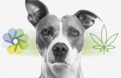 Epilepsy in dogs and cbd