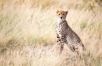 cheetah detection dogs