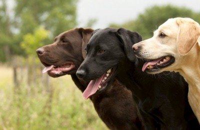 chocolate Labradors more disease