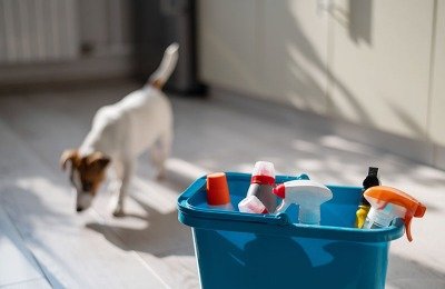 10 Easy Tips for Cleaning Up After Your Dog