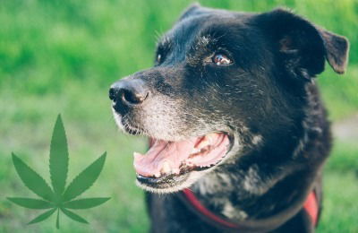 CBD Oil for Dogs with Cancer: Possible Benefits and More | The Bark