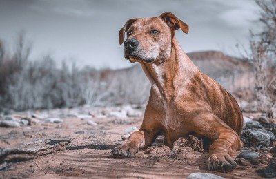 Dognapper in the Desert