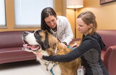 Atticus, a St. Bernard, gets a check-up as part of the CBD oil clinical trial at the James L. Voss Veterinary Teaching Hospital. He is pictured with Dr. McGrath and Breonna Thomas, clinical trials coordinator. Photo: John Eisele/CSU Photography