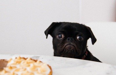 dog stares at treats (hygge-candy)