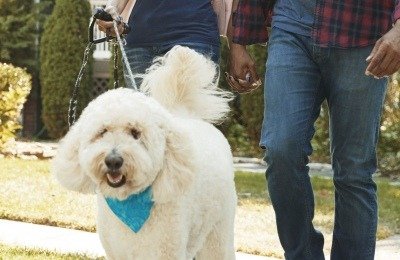 Rules for dog walking etiquette