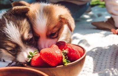 dogs and strawberries