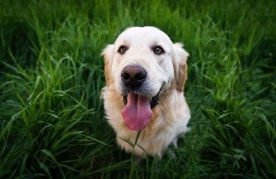 Budget friendly ideas for dog owners