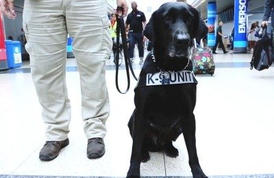 Doc is a Labrador, former Marine who works for the TSA at Chicago O’Hare Airport. (Image courtesy of U.S. Transportation Security Administration)
